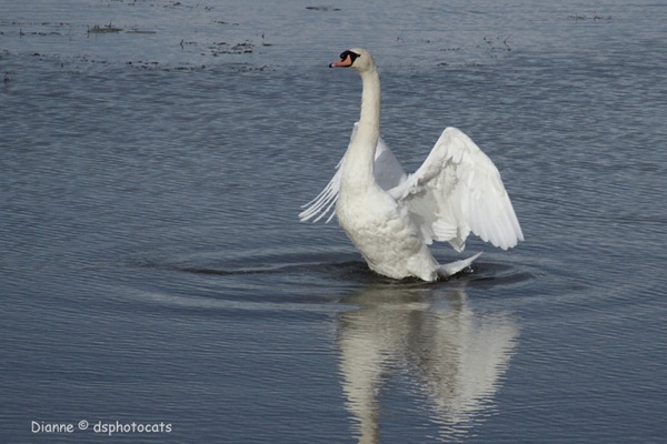 IMG_7840 Lone Swan