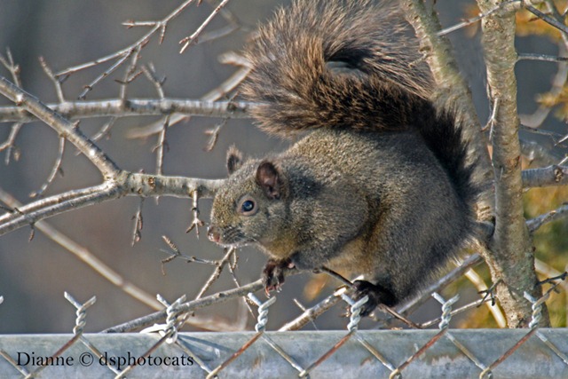 IMG_1620_Scampering Squirrel