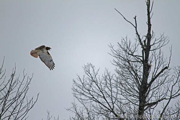 IMG_1982_Red-Tailed Hawk1
