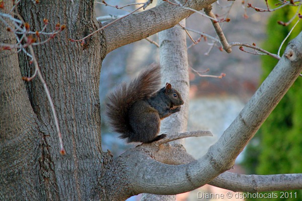 IMG_2644 Squirrel.