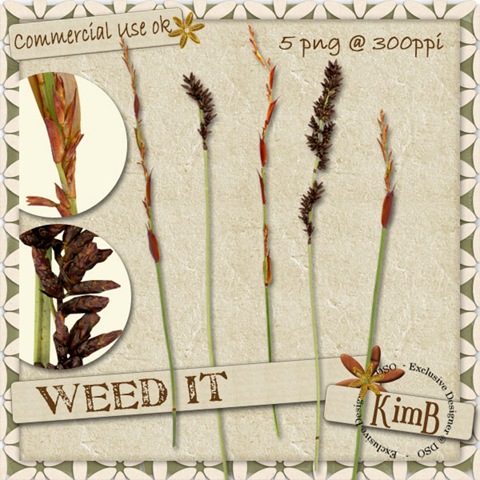 [weed[3].jpg]