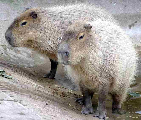 [Capybara[5].jpg]