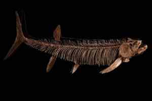 This 12-foot fossil is from the Cretaceous Period, when dinosaurs walked the earth. (Courtesy of Bonhams New York) 