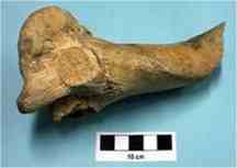 Bone sample of ancient cattle