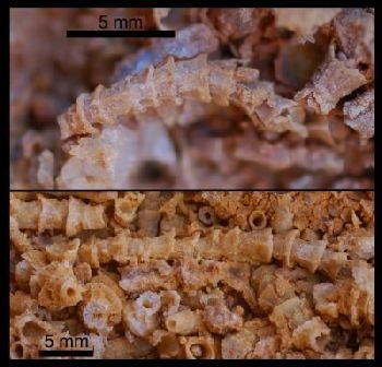 [Well-preserved fossils of Cloudina carinata  were found in Extremadura - Cortijo et al[6].jpg]