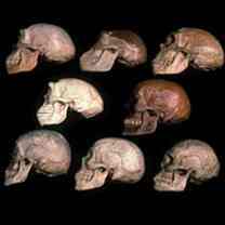 humans-might-have-faced-extinction