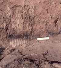 Skeletal remains of mammoth, horse, camel, Dire wolf, and others tell of the megafauna that roamed southern Arizona during the Pleistocene Epoch until these large animals became extinct 13,000 years ago