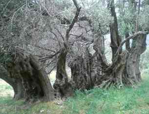 The Ancient Olive Trees of Crete