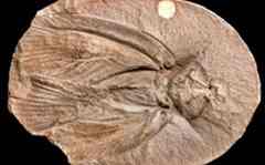 Archimylacris eggintoni fossil in siderite