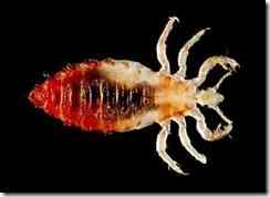 A genetic analysis of head and body lice suggests that people may have begun making and wearing clothing as early as 190,000 years ago