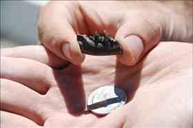 The jaw of a small carnivore recovered from about 55 million years ago in Wyoming