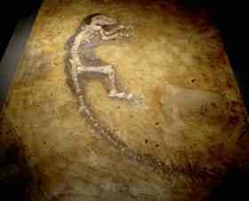 The 47 million-year-old fossilized remains of a creature known as Ida appears at the American Museum of Natural History