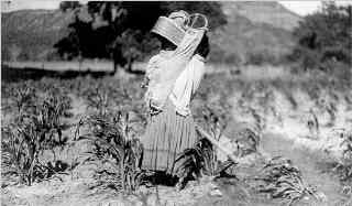 Corn, or maize, descended from a Mexican grass called teosinte