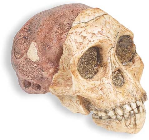 [history-of-south-africa-prehistoric-skull[5].jpg]