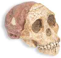 Reconstructed replica of the Taung skull, a 2.4-million-year-old Australopithecus africanus fossil found in 1924 at Taung, South Africa
