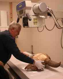 Archaeologist Steve Kenady positioning the bison skull for x-ray