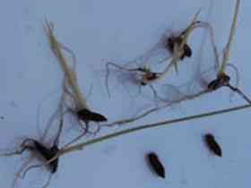 The sprouts from rice grains believed to date back three millennia