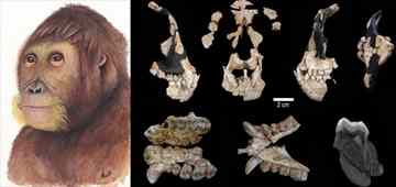 Artist’s rendering and fossil fragments of Anoiapithecus brevirostris