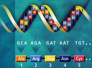 Segment of the Human Genome