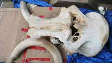 This woolly mammoth skull, discovered at a Klondike mining property last week, is about 1.5 metres long and about one metre wide. The tusks are more than 1.5 metres long