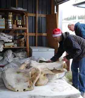 Yukon government paleontologist Grant Zazula, in red cap, examines the massive skull fossil after it was taken to Whitehorse
