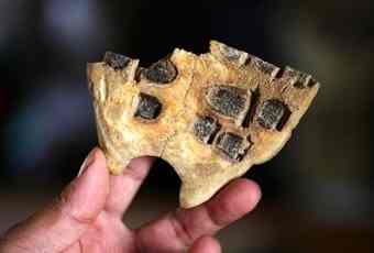 china-western-zhou-era-tortoise-shell