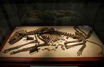 To honor the powerful goddess, the Aztec buried an odd assortment of offerings, including a wolf adorned in turquoise jewelry, underneath the stone slab.