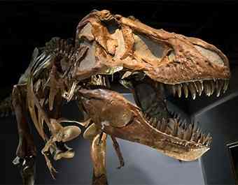 A Spectacular Tyrannosaurus Rex Skeleton in the Royal Tyrrell Museum of Palaeontology in Alberta.