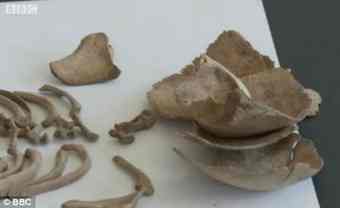 Part of one of the baby's skulls which were found at the site