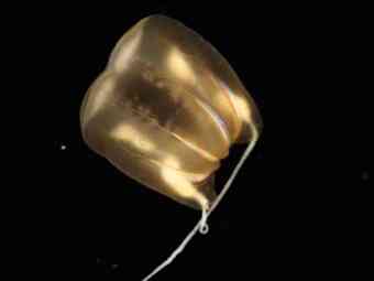 Comb jelly