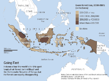 Indonesian Rainforests