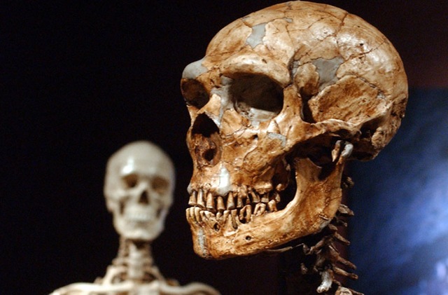 [neanderthal-zoom[5].jpg]