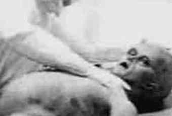 Alien autopsy