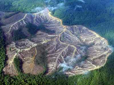 Eyewitness_Deforestation_Indonesia