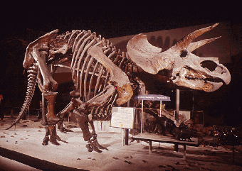 Triceratops, as mounted during the 1960's