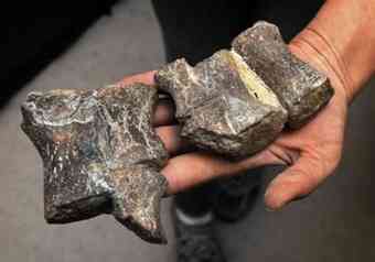 Various fossilized plesiosaur phalanges bones at a CSUS laboratory in Turlock.