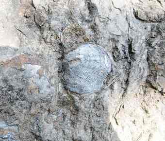 300-million-year old shell fossil found in central China