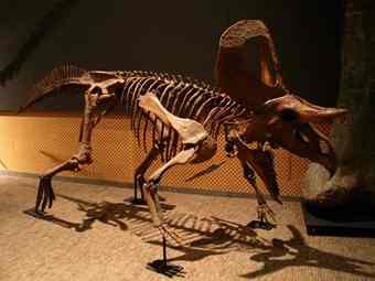 The Zuniceratops was initially discovered in New Mexico by an 8-year-old. The exhibit gives kids a chance to play paleontologist.