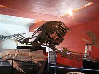 The Archelon -- about the size of a Volkswagen Beetle -- is among the exhibit's sea-faring creatures.