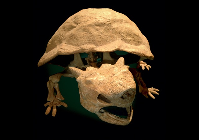 [horned-turtle3[5].jpg]