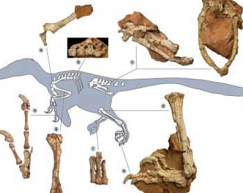 [europe_raptor_fossils[5].jpg]