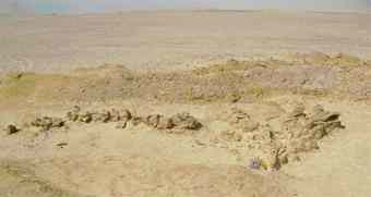 40 million year old whale remains near Lake Qaroun 