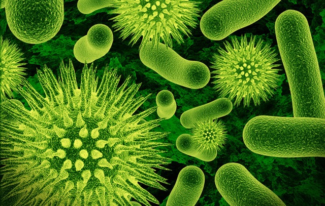 [1026bacteria[5].jpg]