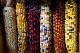 [news.2010.sweetcorn[5].jpg]