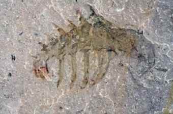 This is the claw of Stanleycaris, one of eight new species found near the Stanley Glacier in Kootenay National Park by Royal Ontario Museum paleontologists. 