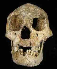 Front view of LB1 skull.