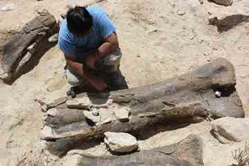 This handout picture released on September 26, by the Dinopolis Foundation, shows the fossiled thigh bone of a dinosaur that is almost two metres (more than six feet) in length, the longest such bone ever discovered in Europe in Teruel.
