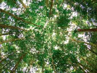 Amazon rainforest canopy