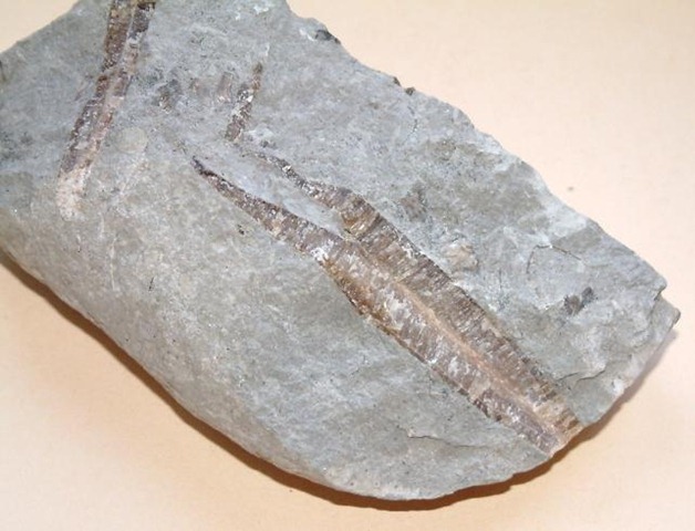 [belemnite-14[5].jpg]