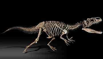 An Allosaurus chased down $1.8 million at Sotheby's on Tuesday. 